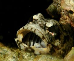 Jawfish. 

 by David Heidemann 